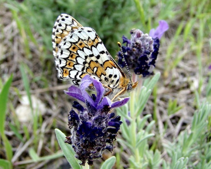 Glanville fritillary